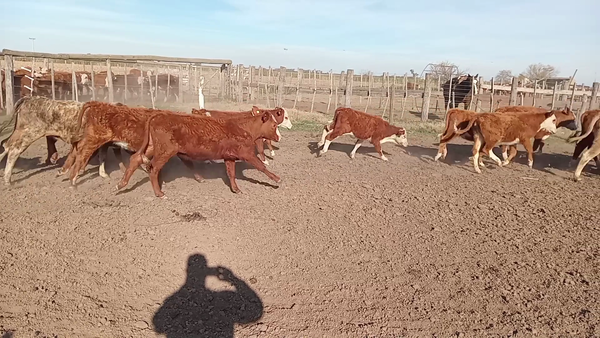 Lote 60 Terneros/as Braford en La Francia, Córdoba