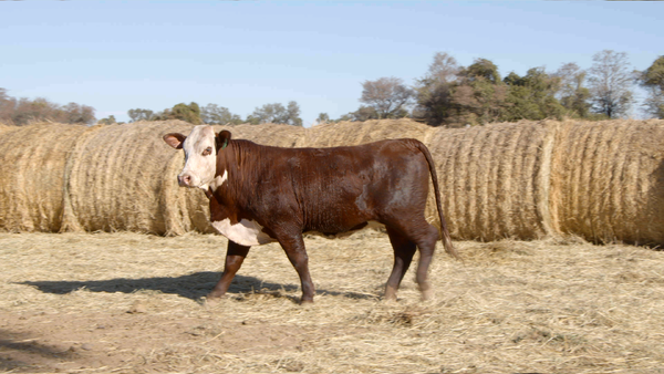 Lote HEMBRAS Remate Nucleo Genbra