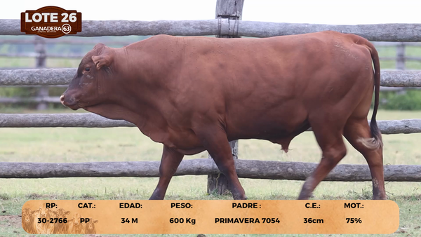 Lote LOTE 26