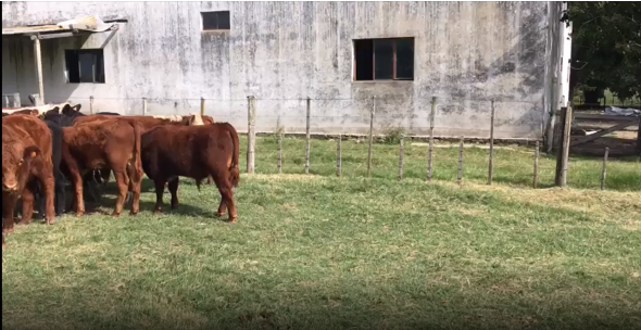 Lote 9 Terneros en San José