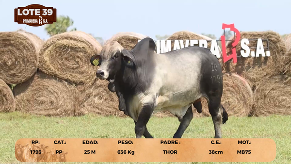 Lote LOTE 39
