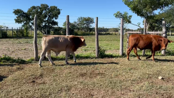 Lote 75 Terneros en Gran Guardia, Formosa