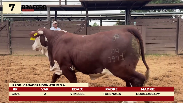 Lote LOTE 7
