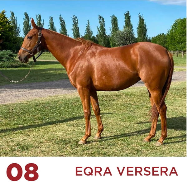 Lote EQRA VERSERA (OPEN SIMULACRO - OPEN VERTEBRA)