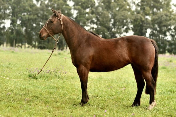 Lote Cañada Merlot (RP 415) Cabaña "La Cañada"
