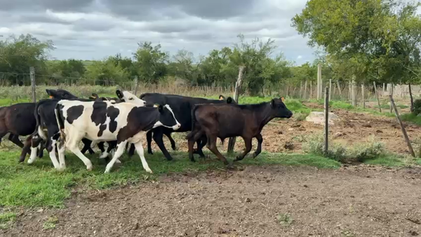 Lote TERNEROS Y TERNERAS