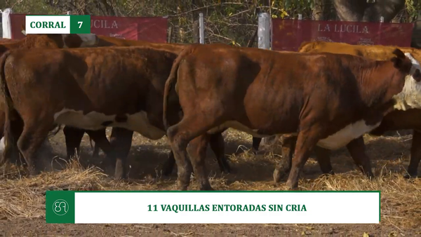 Lote 11 VAQUILLAS ENTORADAS SIN CRIA