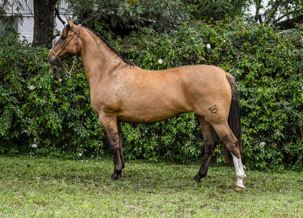 Lote RP  3563 - COE JABITA