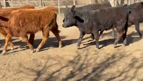 Lote 110 Terneras en La Pampa, Ing. Luiggi