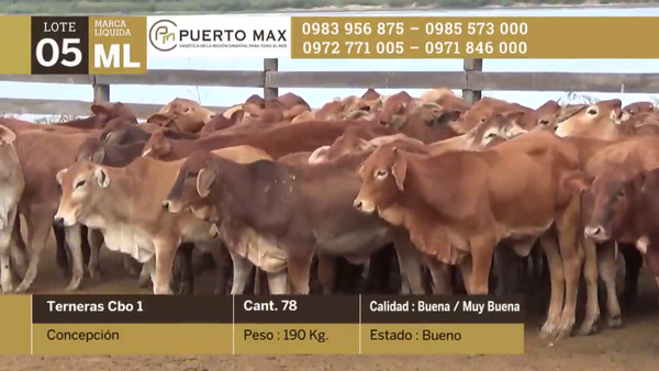 Lote Terneras más de 170 kg