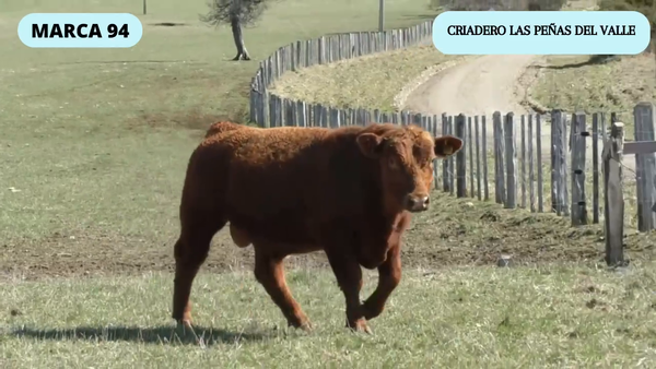 Lote 1 Toro en Coyhaique, XI Región Aysén