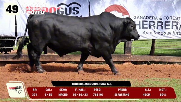 Lote LOTE 49 -DE CAMPO