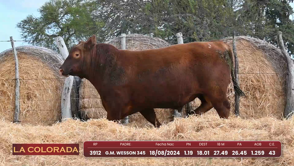 Lote Angus Morixe Coloradas