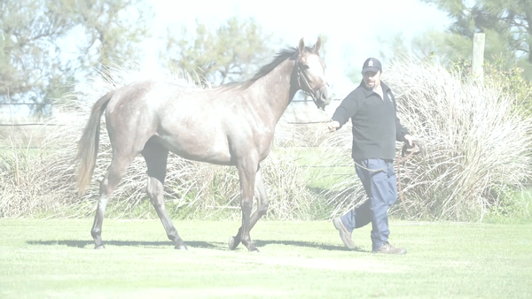Lote CONI LUCINDA (MARCONI -  TIA LUCINDA)