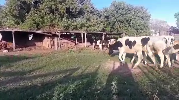 Lote 20 Terneros en Santa Fe, Sunchales