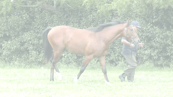 Lote SALTARIN SONG (SIXTIES SONG -  ARIN NISTEL)