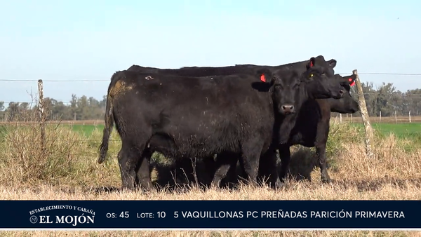 Lote NEGRAS PREÑADAS PARICIÓN PRIMAVERA