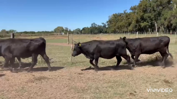 Lote 30 Vaquillonas