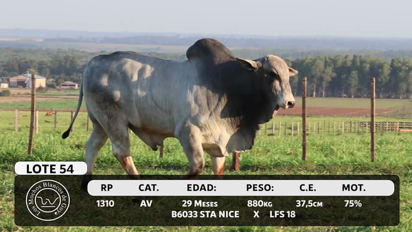 Lote LOTE 54