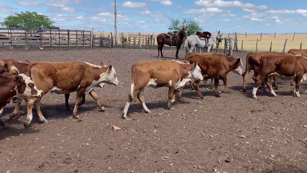 Lote 76 Terneros/as en Mercedes, Corrientes