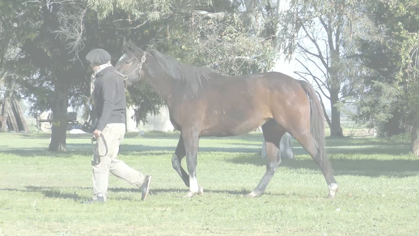 Lote BOCCATINA (EQUAL STRIPES -  WIN THE STARS) Salida del Training
