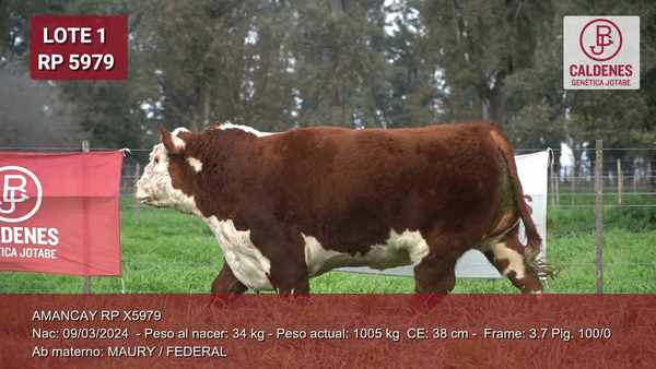 Lote Toros PP Bozal