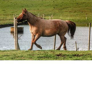 Lote SANTA GLORIA REPETIDA