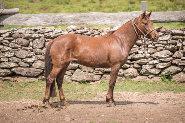Lote HECHICERA DEL LOCAL