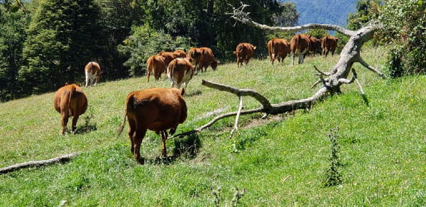 Lote 50 Novillo Engorda en Futrono, XIV Región Los Ríos