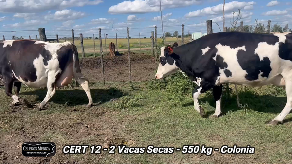 Lote 2 Vaca en Ombúes Lavalle, Colonia