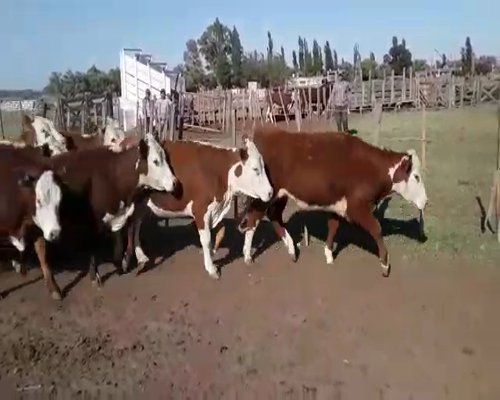 Lote 24 Vaquillonas en Mayor Buratovich, Buenos Aires