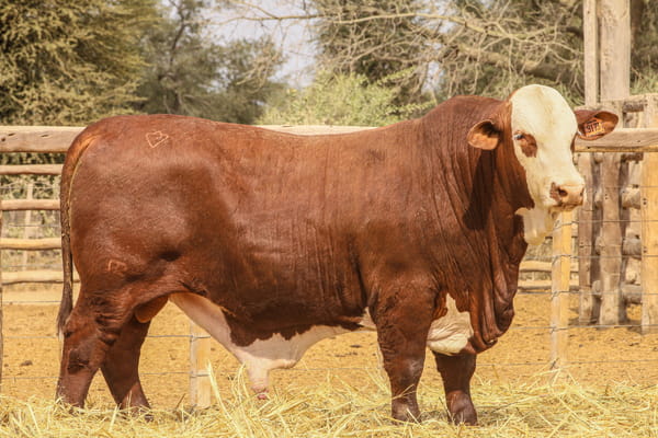 Lote LOTE 55