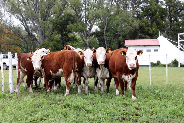 Lote VAQUILLONAS PREÑADAS PR POLLED HEREFORD -PARICION OTOÑO 2022-