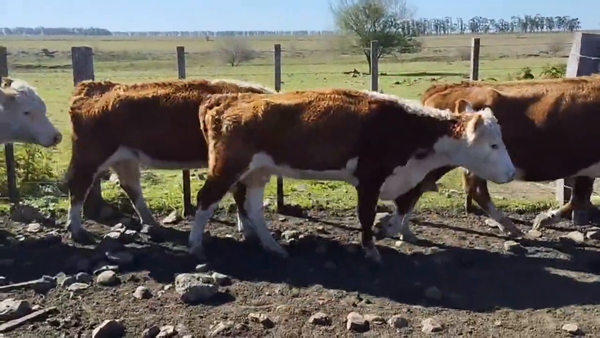 Lote Vacas Preñadas