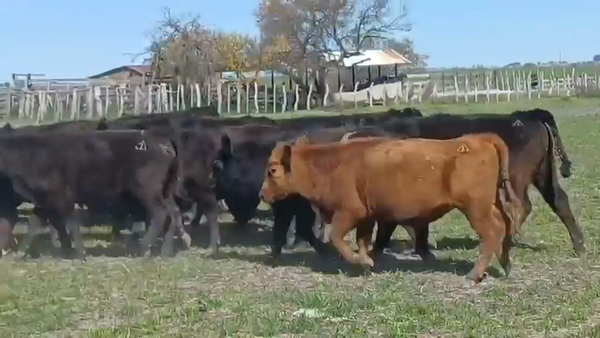 Lote 98 Terneros