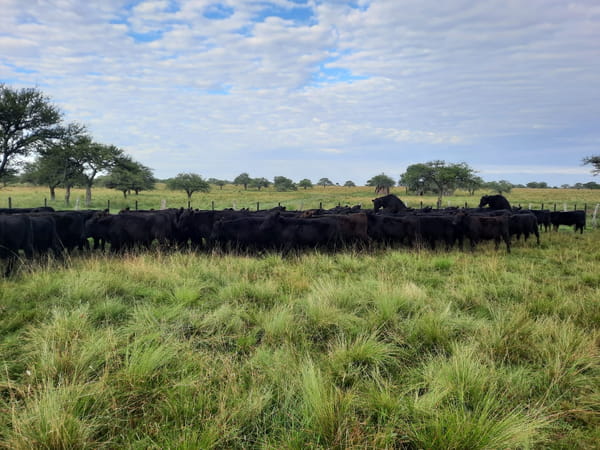 Lote SAENZ VALIENTE, BULLRICH Y Cia. S.A.