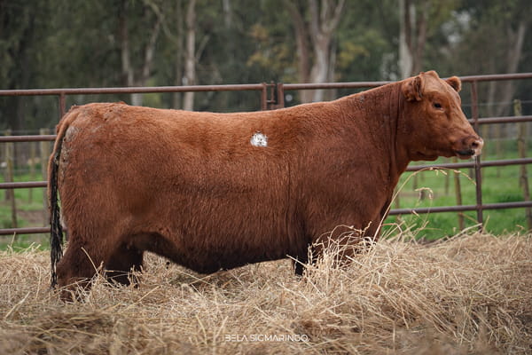 Lote VAQUILLONAS PP C/GARANTÍA DE PREÑÉZ