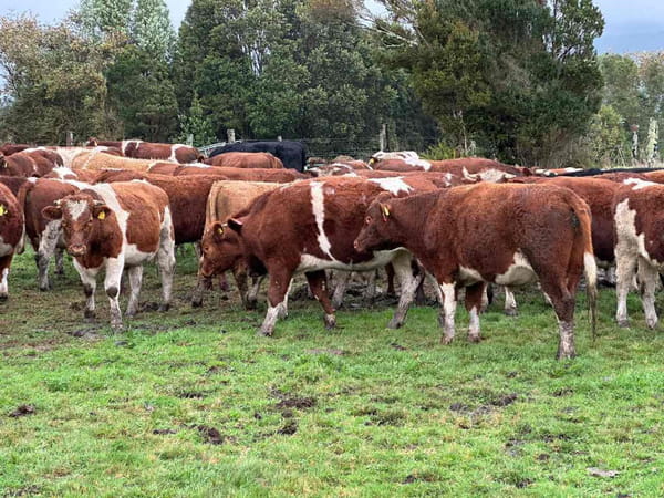 Lote 50 Novillo Engorda en X Región Los Lagos, Ancud