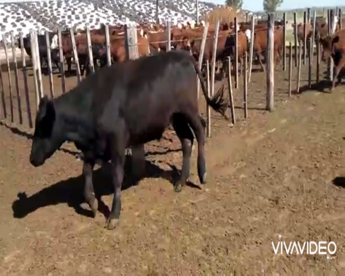 Lote 165 Novillitos en América, Buenos Aires