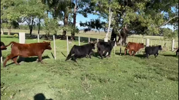 Lote TERNEROS Y TERNERAS