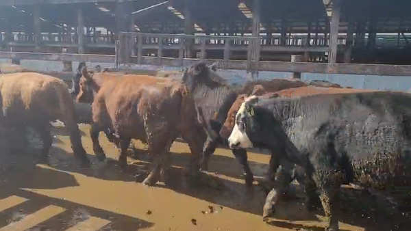 Lote 40 Novillo Gordo en Los Lagos, XIV Región Los Ríos