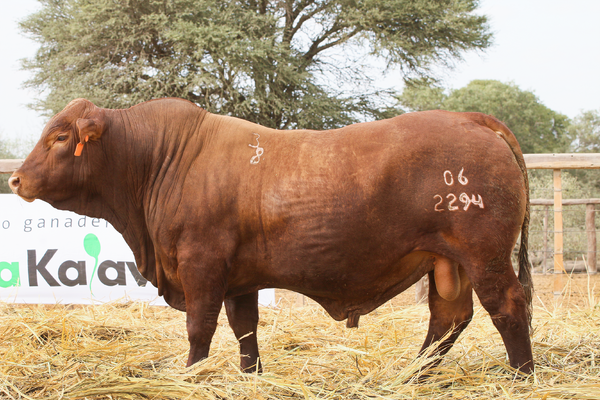 Lote LOTE 70