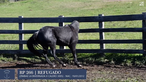 Lote Macho de andar