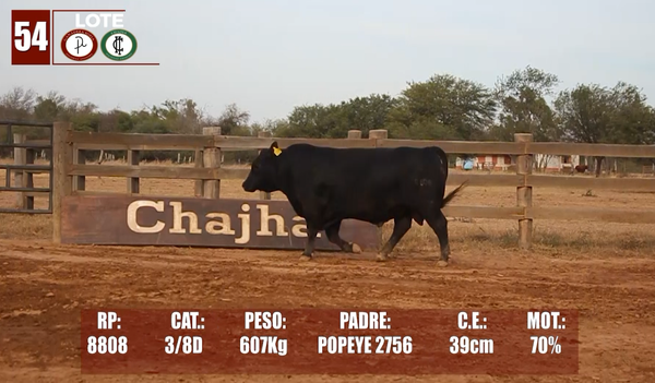 Lote Lote 54