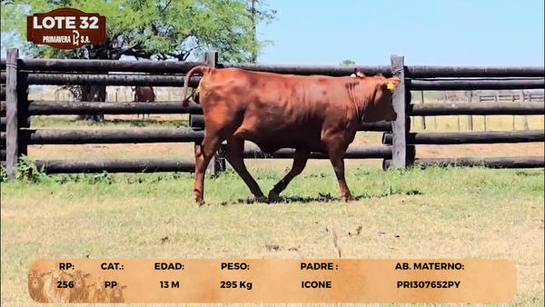 Lote LOTE 32