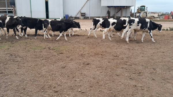Lote 16 Novillitos Holando Argentino en Col. Vgnaud, Córdoba