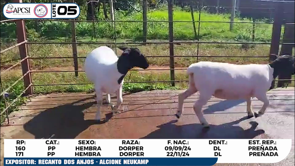 Lote LOTE 5