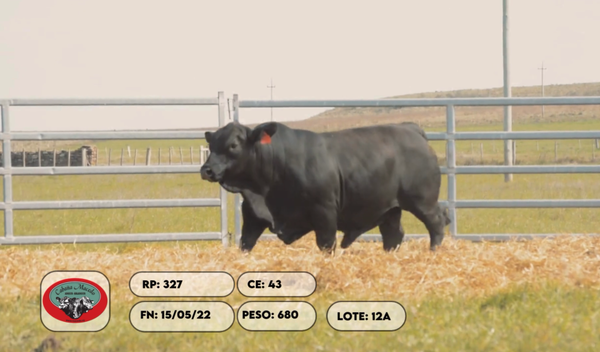 Lote 2 Toros, Artigas