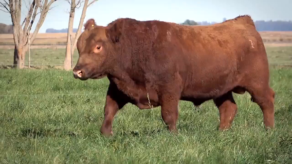 Lote Toros PP y PC a campo con DEPs