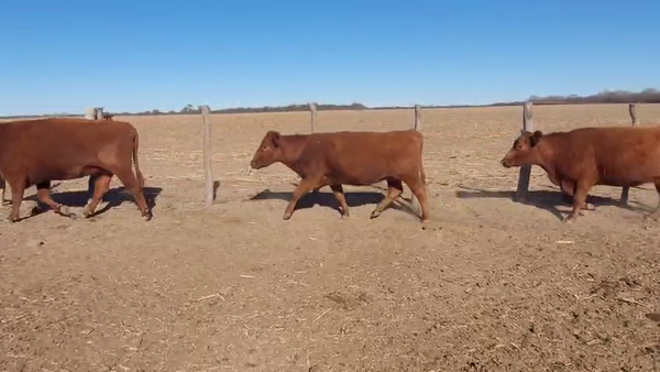 Lote Vacas Nuevas Negras